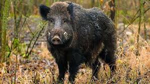 Wild Boar Wild Boar